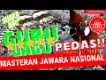 Download Lagu Cililin gacor vs pelatuk beras sampit