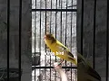 Download Lagu Timbrado canary singing