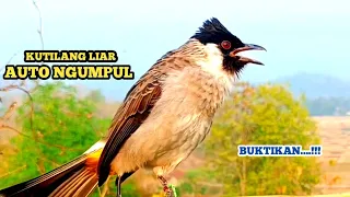 Download Suara Burung KUTILANG GACOR/KUTILANG RIBUT Ampuh Untuk Memikat Burung Kutilang Liar Auto NgumpuL MP3