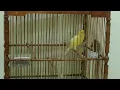 Download Lagu Suara Burung kenari isian lovebird
