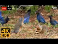 Download Lagu 🔴 24/7 LIVE: Cat TV for Cats to Watch 😺 Wild Birds and Squirrels Unlimited 4K 🐦 Cat Games HDR