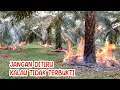 Download Lagu Cara mengatasi sawit daun menguning banyak bunga jantan