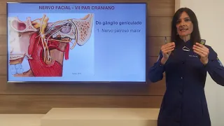 Nervo Facial (VII par craniano)