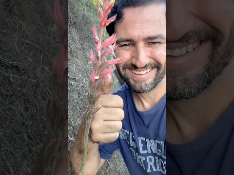 SUPER ORQUÍDEA TERRESTRE
