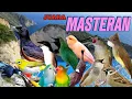 Download Lagu MASTERAN BURUNG MURAI BATU MEDAN KACER CUCAK IJO CENDET 🐦🐦 SUARA JERNIH JEDA ISIAN BANYAK