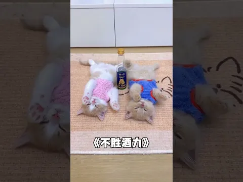 侧面也能看出这群小奶猫的酒品好坏 #小奶猫 #铲屎官的乐趣