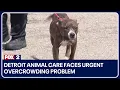 Detroit Animal Care faces urgent overcrowding problem