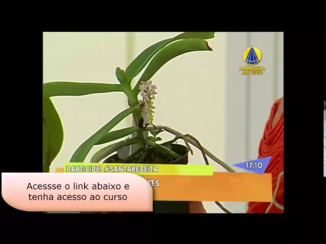COMO CULTIVAR ORQUIDEAS