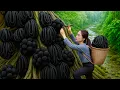 Download Lagu Harvesting Wild Bananas on Tree Trunks Deep in the Jungle | Go to market sell | Life in the Jungle
