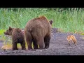 Grizzly bear charges fox