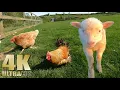 Download Lagu Relax on the Farm - Nature Relaxation Video