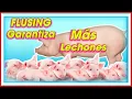 Download Lagu FLUSING en Cerdas Garantiza Más LECHONES ǀ Ing. Jannin Hernández Blandón M Sc
