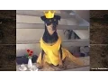Beauty and the Beast dog costume DIY Disfraz de Bella
