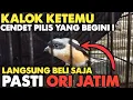 Download Lagu CARA JITU MENGENALI SOSOK CENDET PILIS JANTAN/BETINA ASAL JATIM‼️