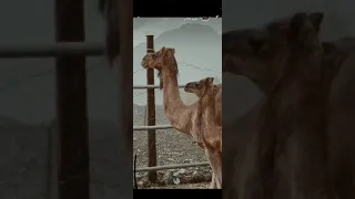 شوف السما تلبدت بغيوم يا عاشق الغيم ما اشوفك 