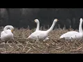 Zwergschwan