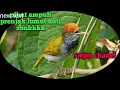 Download Lagu pikat ampuh prenjak lumut anti zonk
