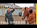 The Incredible Dr Pol The Grand Finale Full Episode SPECIAL Nat Geo Wild