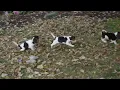 Beagle Puppies For Sale
