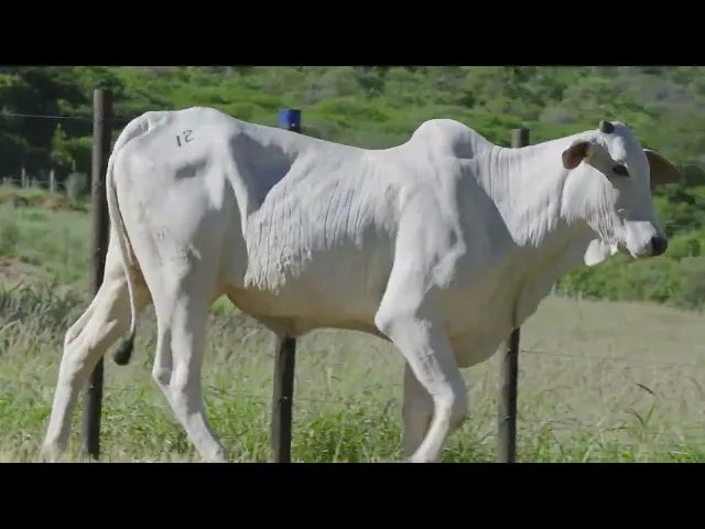 Matriz Nelore SOAL - 11486