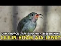 Lagu CUMA BURCIL TAPI PALING DIMINATI || KECIL NYARING HARGA MIRING CILILIN AJA LEWAT 