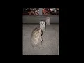 I got that feeling cats dancing #aicats #igotthatfeeling #fypシ゚viral #boosiebadazz #memedance 