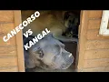 Download Lagu CANECORSO VS KANGAL OLSA  NE OLUR?