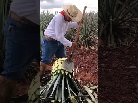 Why Are Farmers Chopping Up This Giant Plant 😲 By MAX Gyan