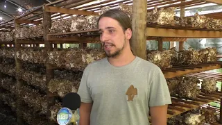 COGUMELOS DE GALDINÓPOLIS Bloco 1