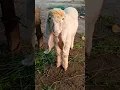 Cute sheep 🐏🐑 zaberdast video TikTok status