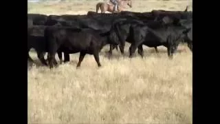400 - Angus Bred Heifers