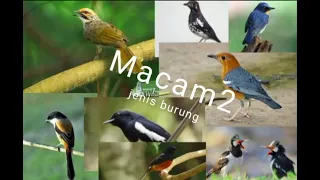 suara panggilan semua jenis burung liar 