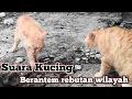 Download Lagu Suara kucing berantem rebutan wilayah