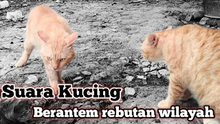 Download Suara kucing berantem rebutan wilayah MP3