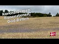 Download Lagu Korenbloemen, Runenstenen, Dild-Dellen