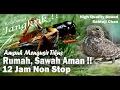 Download Lagu SUARA JANGKRIK PENGUSIR TIKUS AMPUH TERBUKTI FAKTA TERBARU 12 JAM NONSTOP MASTERAN