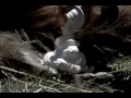 Jack Links - Messin with Sasquatch