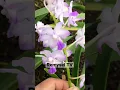 Download Lagu Vanda hybrids, orchid flowers