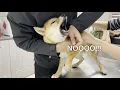 Shiba Inu Puppy screaming during vaccination She cries so loud