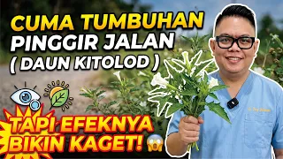 CUMA TUMBUHAN PINGGIR JALAN, TAPI EFEKNYA BIKIN KAGET