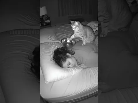 Cat's Hilarious Morning Alarm!
