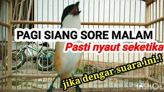 Download SUARA cendet gacor ARECARE pancingan cendet agar bunyi EMOSI JADIKAN Pentet gacor full isian SEKETIK MP3