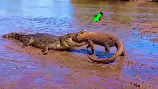 El cocodrilo destrozó al dragón de komodo... Batallas BRUTALES de Animales Salvaje