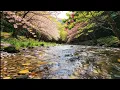 Lagu ASMR Crystal Clear River Flow with Sakura \u0026 Pink Tabebuia Blossoms | Relaxing Water Sounds