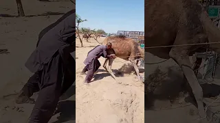 الشيخ الصحراوي يواجه تحدي ا مع الناقة ويجلسها بجانب المركبة بعد جهد كبير 