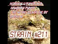 Honolulu Punch AKA Hawaiian Punch SH Strain Review Budpedia