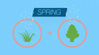Premier Allergy - Seasonal Allergies