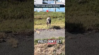 🤣😂🐾. #Fyp #dream #doberman #pets #youtube