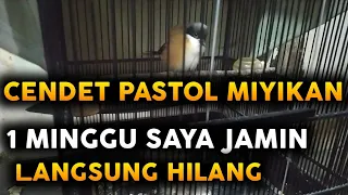 Download CARA MENGATASI / MERAWAT / MENYEMBUHKAN CENDET MIYIK / MANJA DIUSIA PASTOL / DEWASA MP3