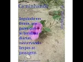 Download Lagu Caminhando